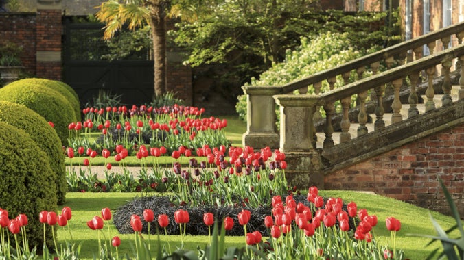 Tulips in the Victorian parterre garden at Erddig, Wales